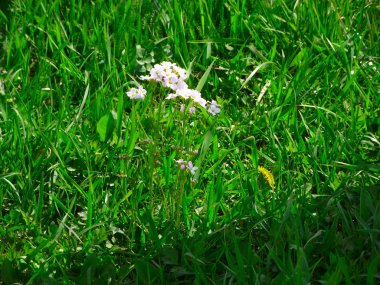 Açık havada çiçekler. Güzel arka plan.