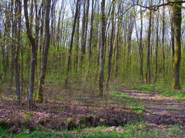 Yaz yürüyüş ormanın içinde. Orman ağaçları arasında yürüyüş.