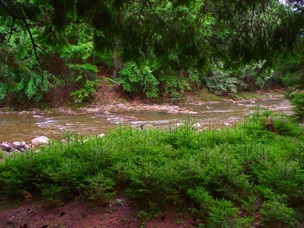 河在喀尔巴阡山 舒展的小河 — 图库照片