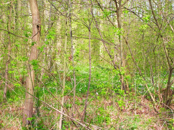 Zomer Wandeling Het Bos Bos Wandelen Tussen Bomen — Stockfoto