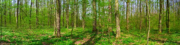 Летняя Прогулка Лесу Лесная Прогулка Среди Деревьев — стоковое фото