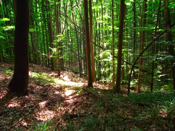 Passeggiata Estiva Nel Bosco Forest Walking Tra Gli Alberi — Foto Stock