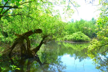 Göl üzerinde. Yeşil bölge,