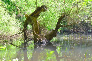 Göl üzerinde. Yeşil bölge,