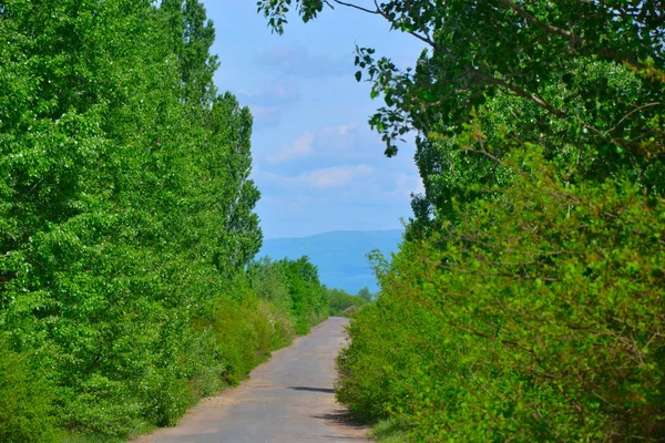 Estrada Com Árvore Céu Azul — Fotografia de Stock