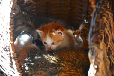 Kedi yeşil. Bahçede yürümek.