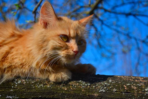 Γάτα Μέσα Στο Πράσινο Περπατήσετε Στον Κήπο — Φωτογραφία Αρχείου