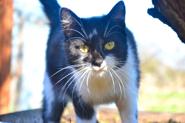 Kat Het Groen Wandelen Tuin — Stockfoto