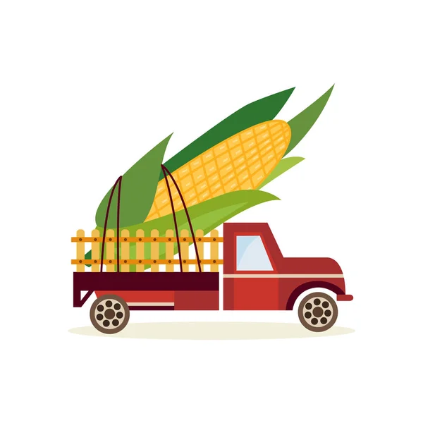 Farming harvest concept with big ear of corn in back of truck car isolated on white background.