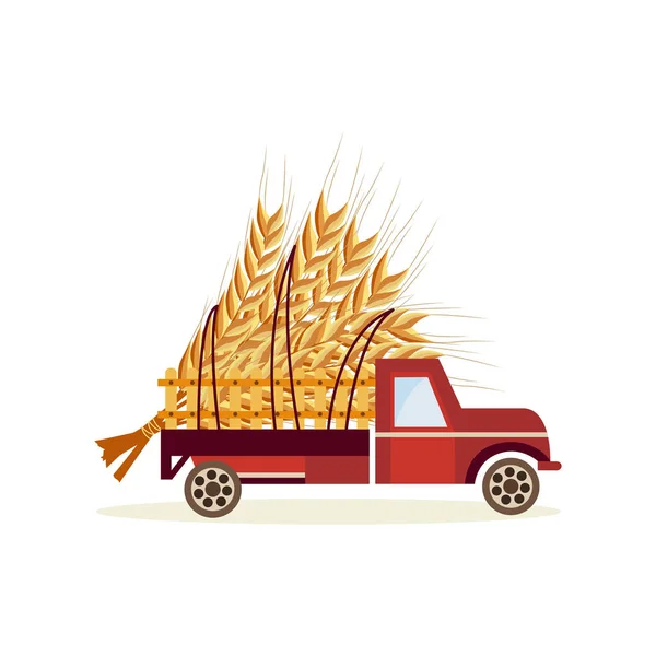 Agricultural harvest concept with big wheat ears in back of truck car isolated on white background.