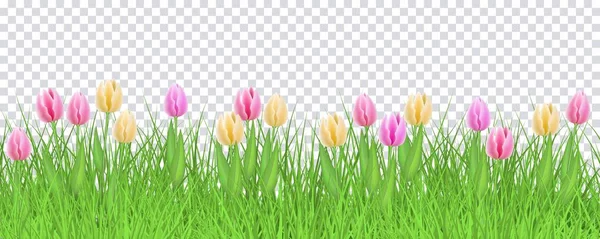 Wiosna, kwiatowy granicy z kolorowe tulipany na zielonej trawie na przezroczystym tle. — Wektor stockowy