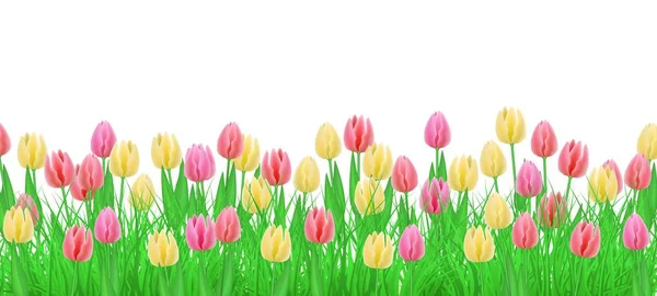 Herbe verte vectorielle, cadre de bordure de fleurs de tulipes — Image vectorielle