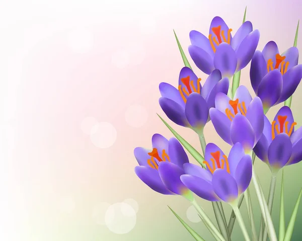 Vetor roxo tulipa flores fundo — Vetor de Stock