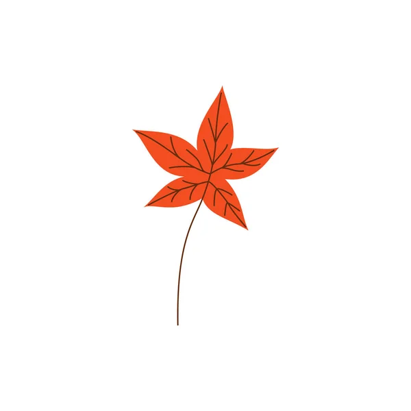 Orange autumn maple leaf isolated on white background.