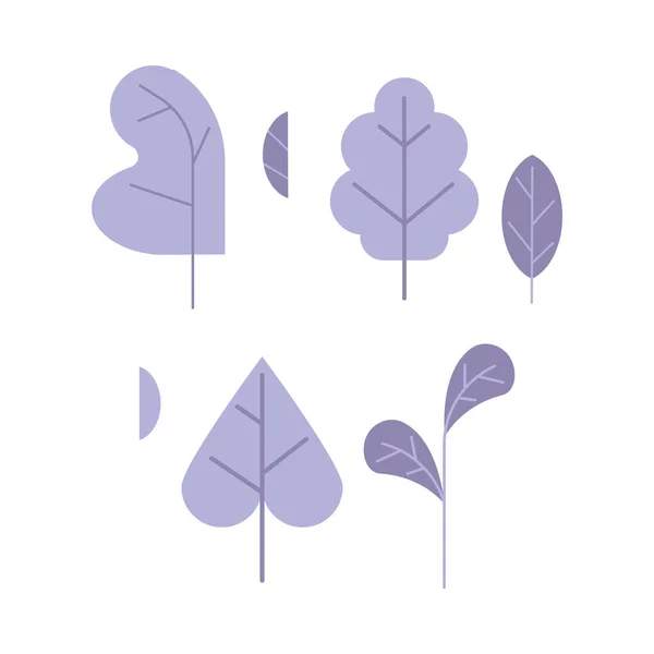 Conjunto de hojas de planta violeta aisladas sobre fondo blanco . — Vector de stock