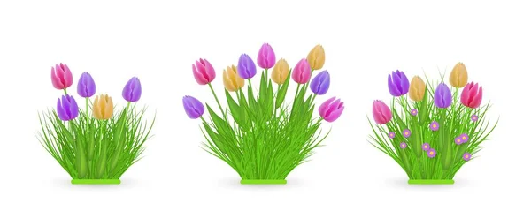 Faisceaux de tulipes florales printanières de différentes largeurs serties de fleurs fraîches et colorées sur herbe verte . — Image vectorielle