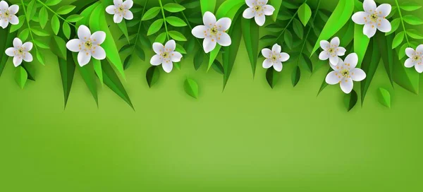 Borda floral de primavera ou verão com flores brancas de maçã ou cereja e folhas frescas em fundo verde . — Vetor de Stock