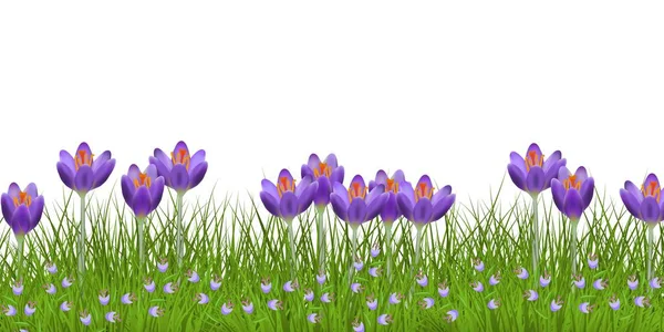 Borda floral primavera com crocos roxos brilhantes e pequenas flores silvestres azuis na grama verde fresca . — Vetor de Stock