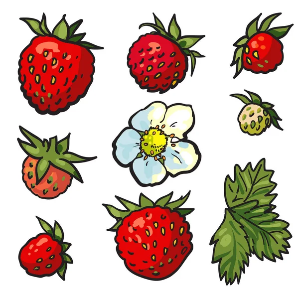 Croquis jeu de fraises sauvages. Fleurs avec feuilles, baies vertes non mûres — Image vectorielle