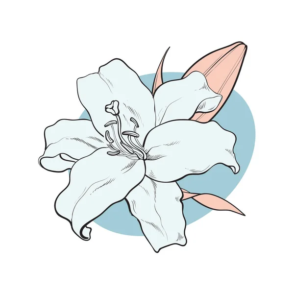 Lilly bloeien in pastel kleuren in schets stijl geïsoleerd op witte achtergrond. — Stockvector