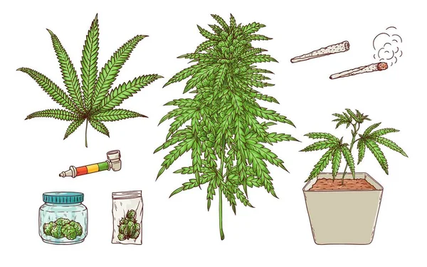 Feuilles de cannabis vectorielles, herbe verte, icône du chanvre — Image vectorielle