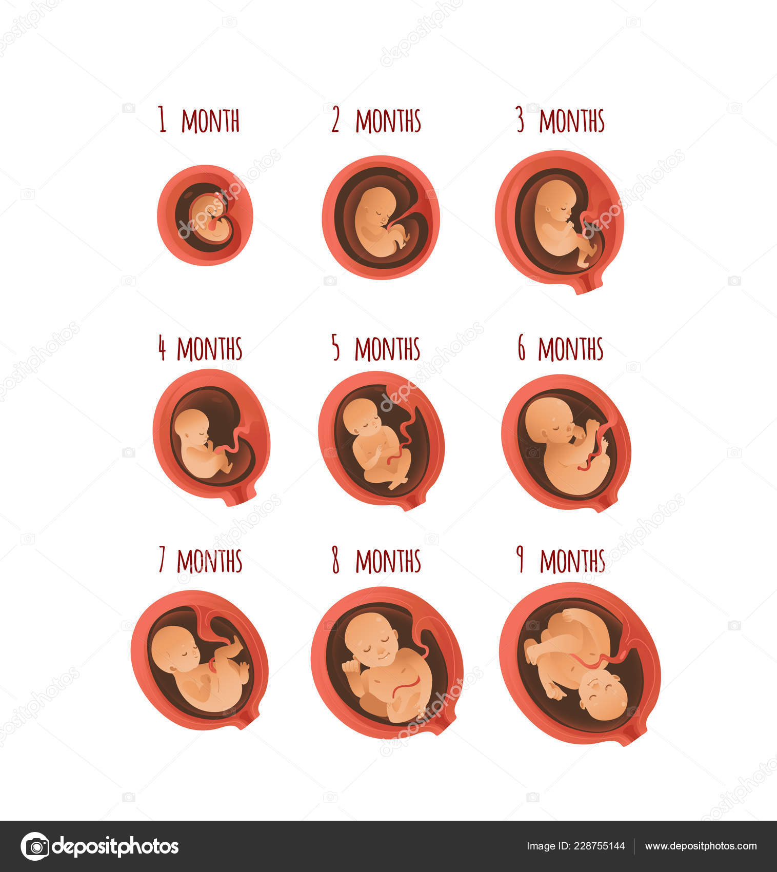 Embryo development month stages vector illustration - process of human  fetal growth. Stock Vector Image by ©Sabelskaya #228755144
