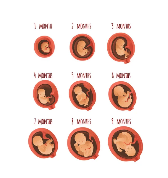 Desarrollo embrionario mes etapas vector ilustración - proceso de crecimiento fetal humano . — Archivo Imágenes Vectoriales