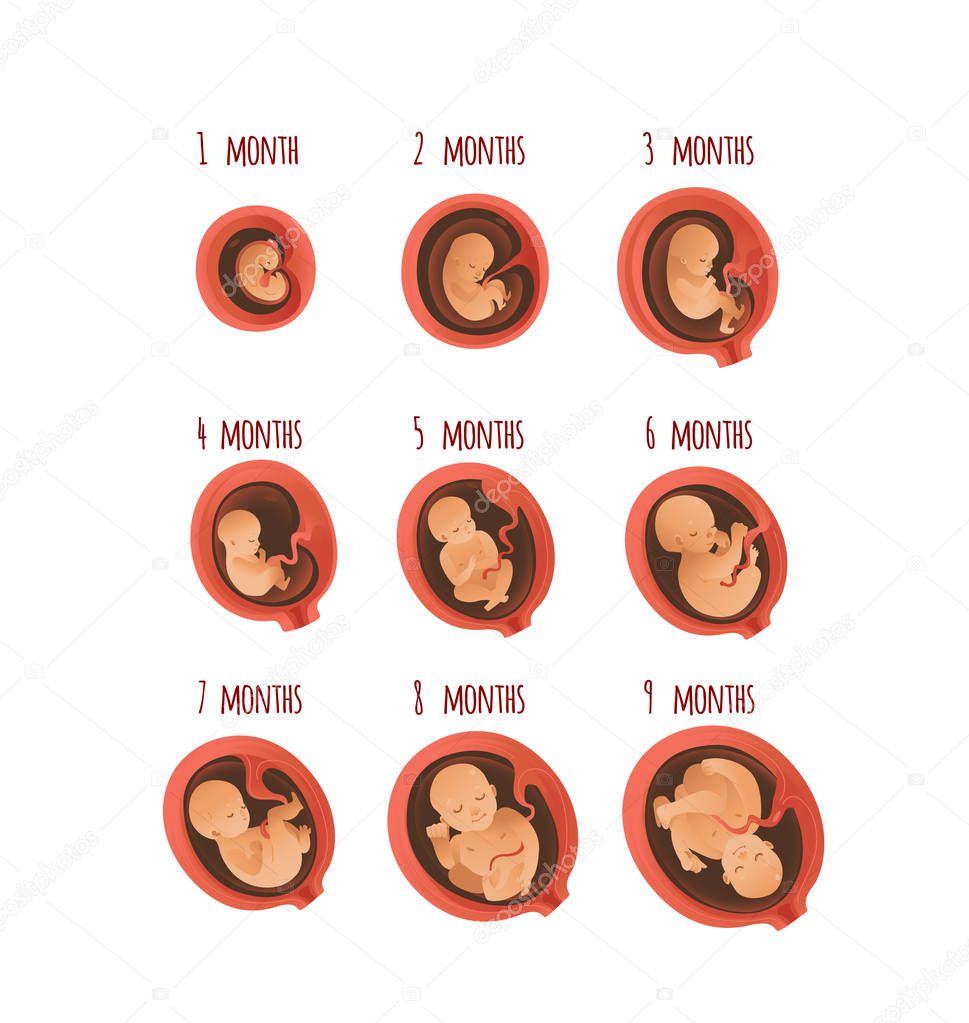 Embryo development month stages vector illustration - process of human fetal growth.