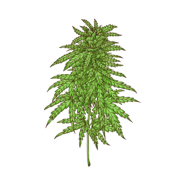 Vector de hojas de cannabis, hierba verde, icono de cáñamo — Vector de stock