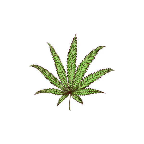 Vector cannabis leaves, green weed, hemp icon — Stock Vector