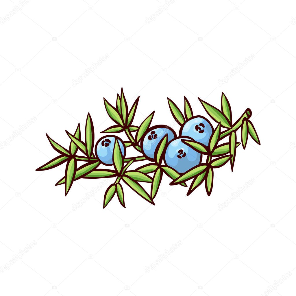 Vector illustration of ripe blue juniper berries attached to plant branch with coniferous leaves.