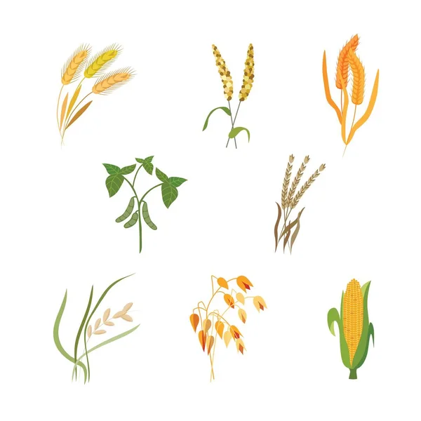 Conjunto de ilustrações vetoriais de diferentes tipos de cereais em estilo plano . — Vetor de Stock