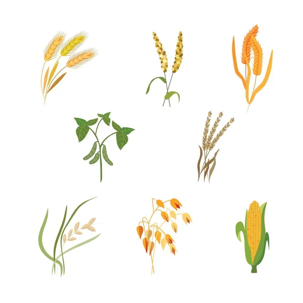 Vector illustration set of different types o Vector illustration set of different types of cereals in flat style. Vector Graphics
