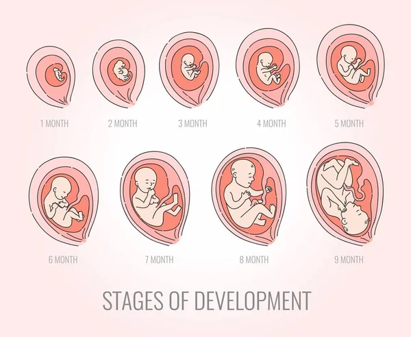 Embryo maand stadia van ontwikkeling vectorillustratie - zwangerschap infographic. — Stockvector