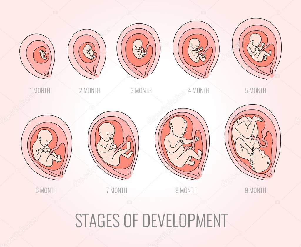 Embryo month stages of development vector illustration - pregnancy infographic.