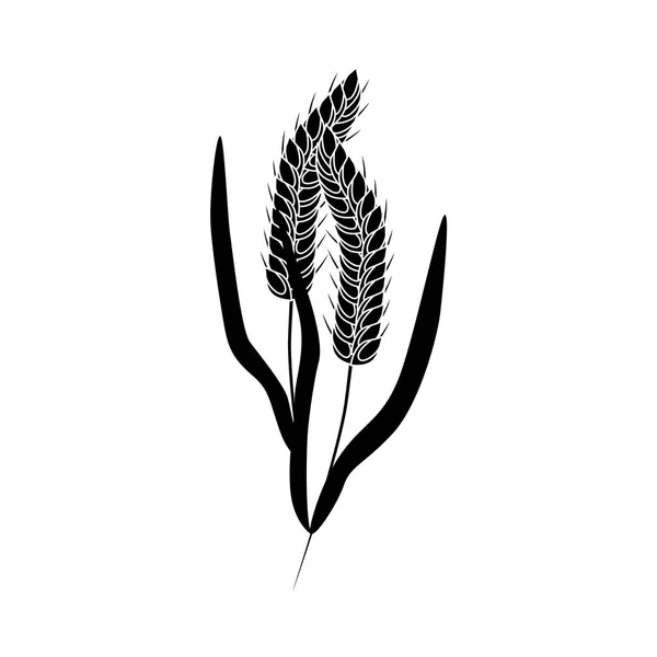 Vektori vehnä korvat musta siluetti kuvake orgaaninen — vektorikuva