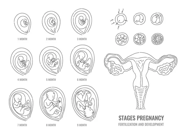 Stadia van de zwangerschap met het proces van bevruchting en ontwikkeling van embryo. — Stockvector