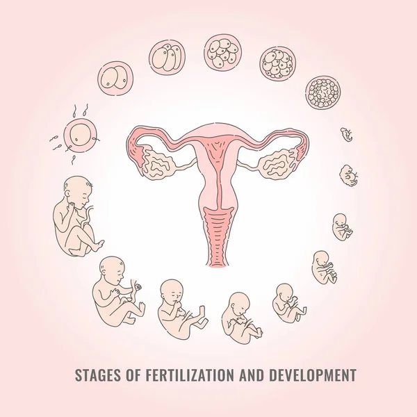 Infographic van de stadia van de zwangerschap met het proces van bevruchting en ontwikkeling van embryo. — Stockvector