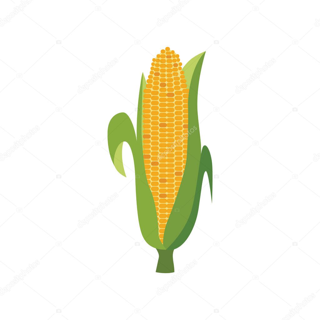 Ripe corn ear with green leaves in flat style.