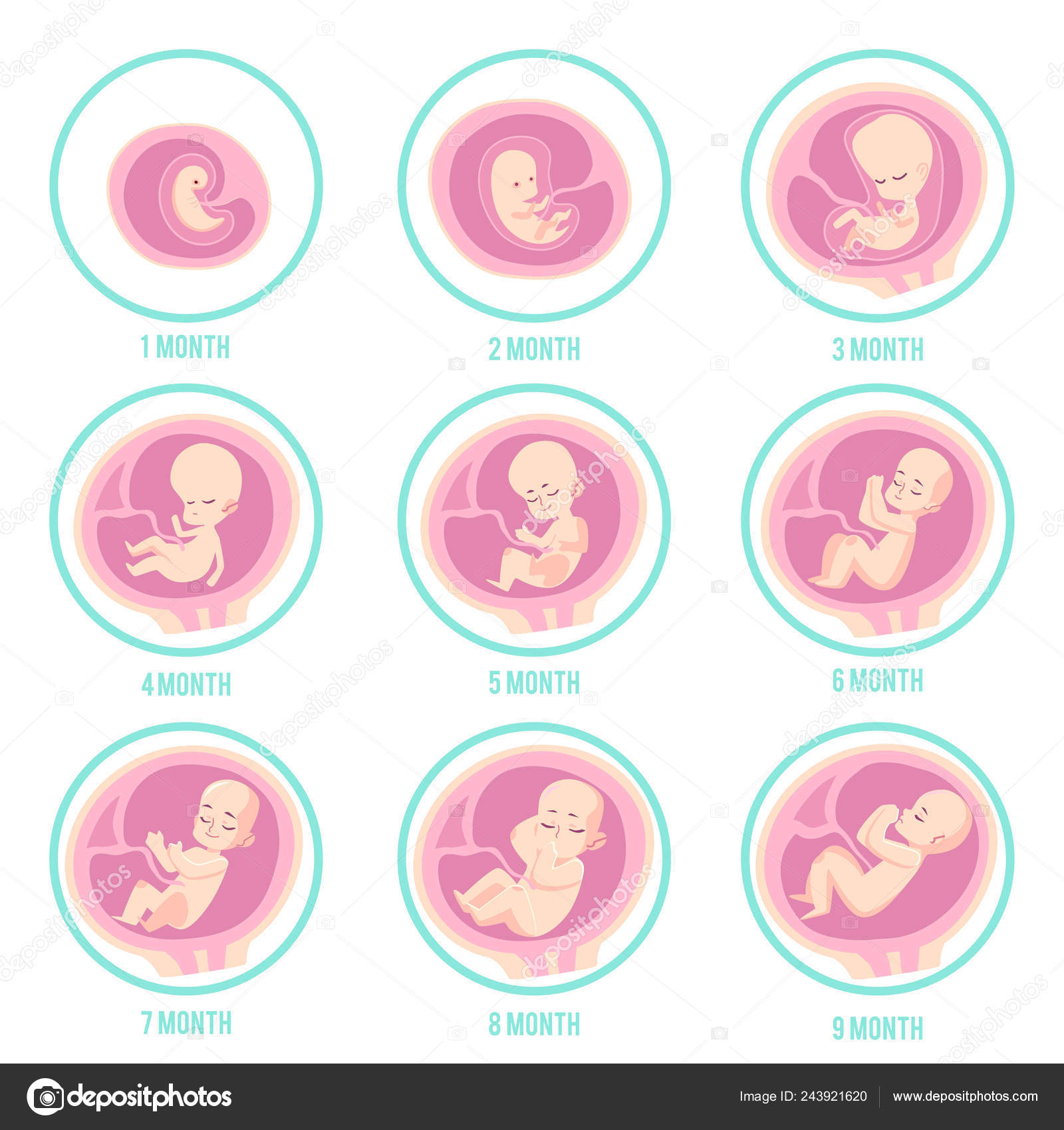 無料ダウンロード 胎児 成長 イラスト イラスト素材