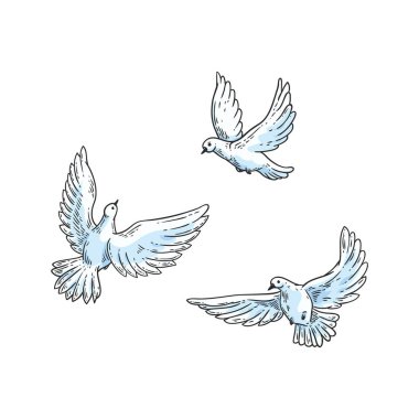 Vector white doves, pegions sketch icon set clipart