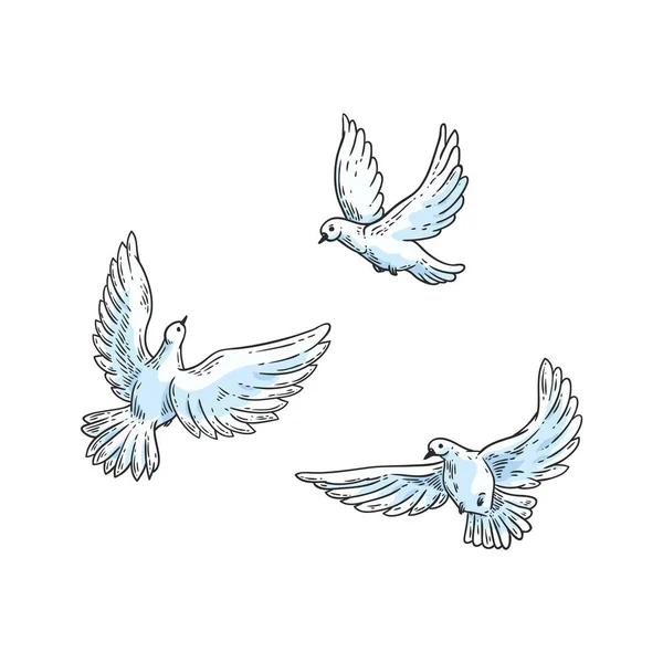 Vector white doves, pegions sketch icon set — Stock Vector