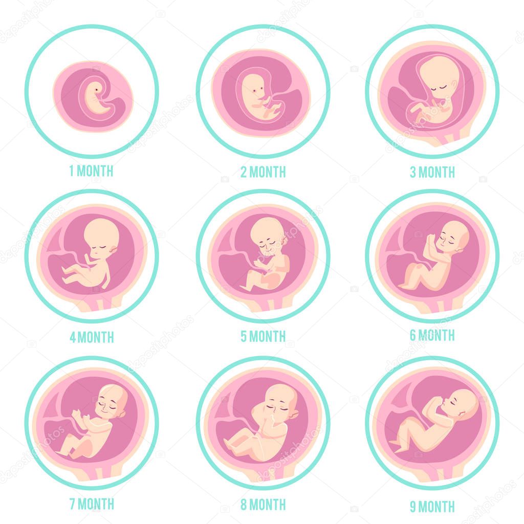 Infographic with stages of embryo, fetus development and pregnancy.