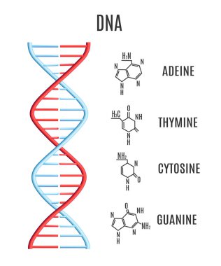 Vektör Dna molekül sarmal spiral genetik kod