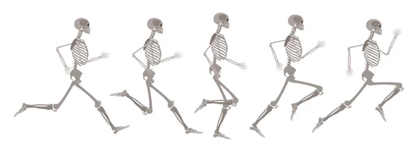 Vector mänskligt skelett i rörelse och runnning set — Stock vektor