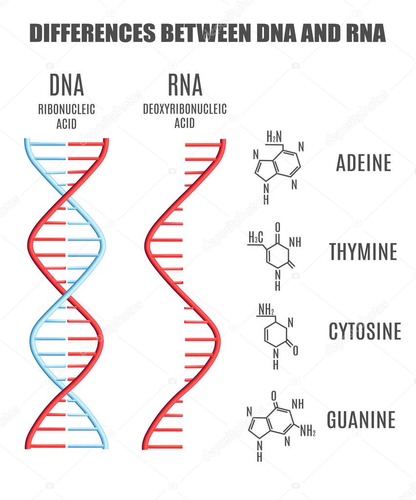 Vector DNA molecule helix spiral genetic code