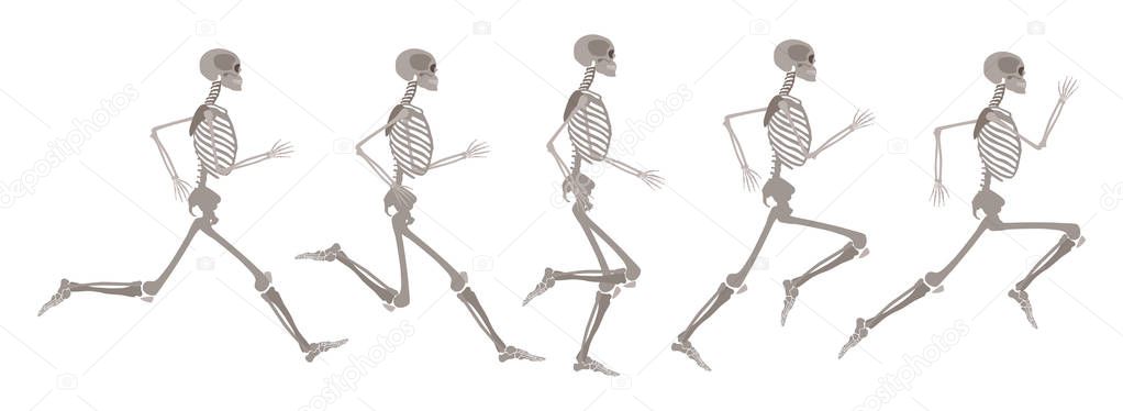 Vector human skeleton in motion and runnning set