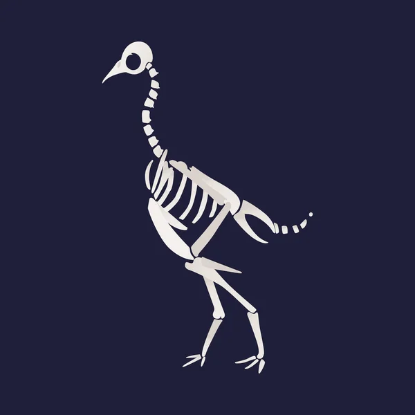 Λευκό σκελετό και οστά από ένα caudipteryx σε στυλ επίπεδη κινουμένων σχεδίων. — Διανυσματικό Αρχείο