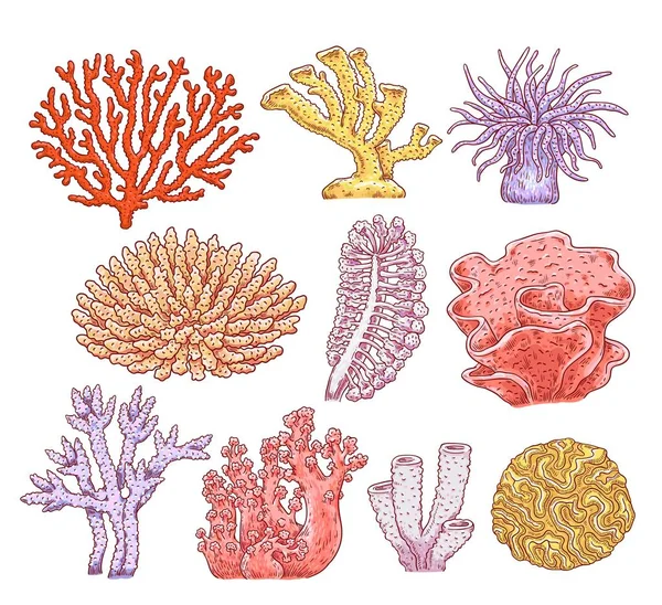 Набор различных видов кораллов, аквариумов, губчатых растений и животных . — стоковый вектор