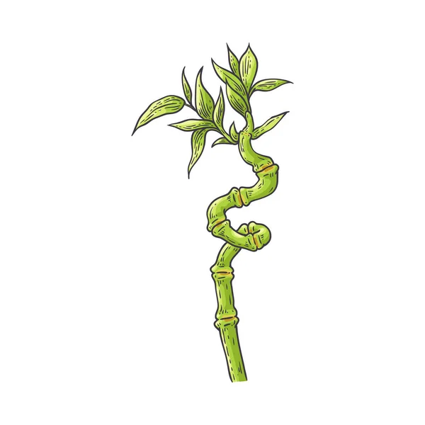 Tallo verde bambú con hojas en estilo boceto . — Vector de stock
